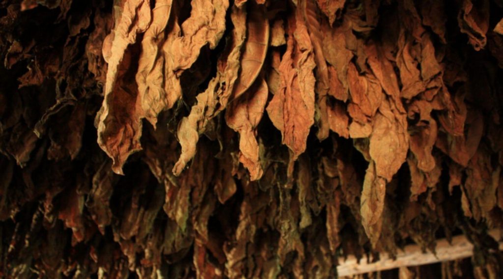 A tobacco farmer air-curing dark tobacco leaves.