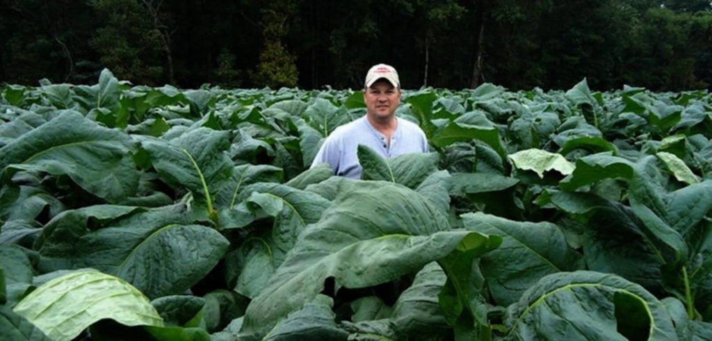 A farmer inspecting a field of Burley tobacco